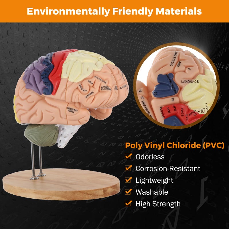 BEAMNOVA Human Brain Model, 2 Times Life Size, for Neuroscience Teaching, with Labels, Anatomy Model for Learning Science Classroom Study, Display Medical Model - Image 2